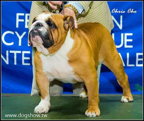 ��ͼʶ��֮Ӣ����ţȮ��������ţȮ��������ţȮ