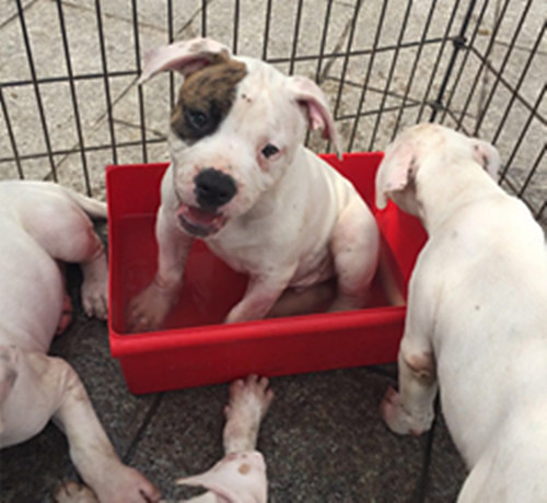 #������#+���ǿɰ�������С��ţ