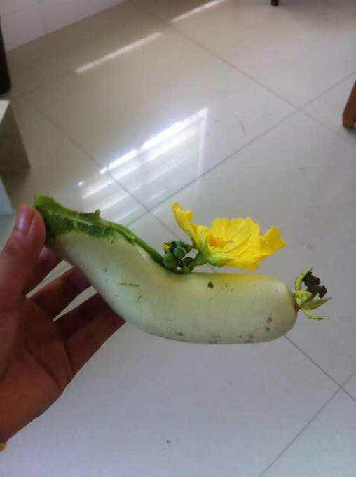 这根天罗丝,花这么长中间的