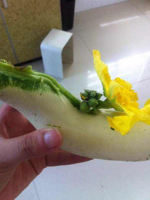 这根天罗丝,花这么长中间的