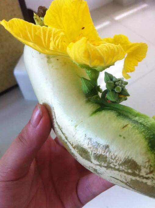 这根天罗丝,花这么长中间的