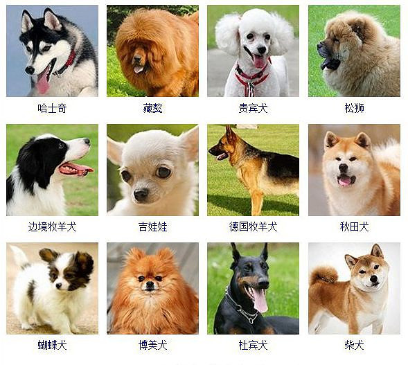 互动话题如果是你会选择哪个品种的狗狗来养