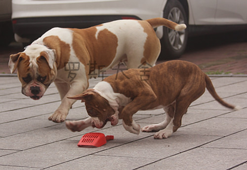 ������������һ����Ƥ��С��ţ~