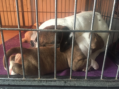 ������������һ����Ƥ��С��ţ~