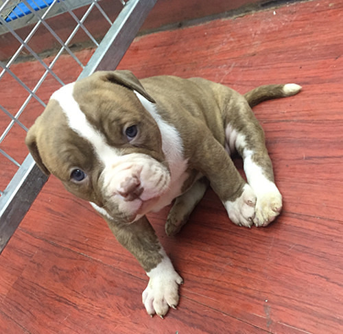 ������������һ����Ƥ��С��ţ~