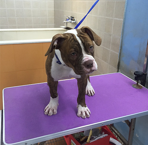 ������������һ����Ƥ��С��ţ~