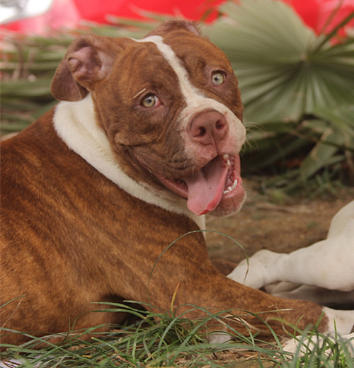 ������������һ����Ƥ��С��ţ~