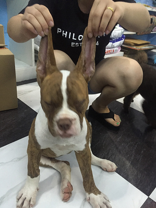 ������������һ����Ƥ��С��ţ~