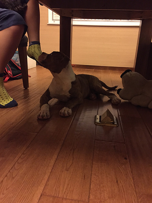 ������������һ����Ƥ��С��ţ~