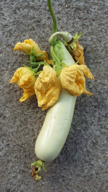 天罗丝!天罗丝!你这雕化背儿想上天吗自