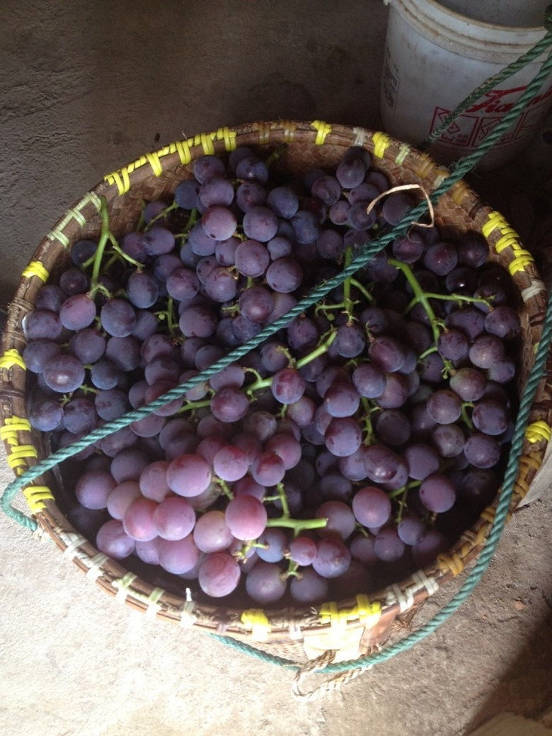 临海大石葡萄成熟了外公家葡萄真的好甜