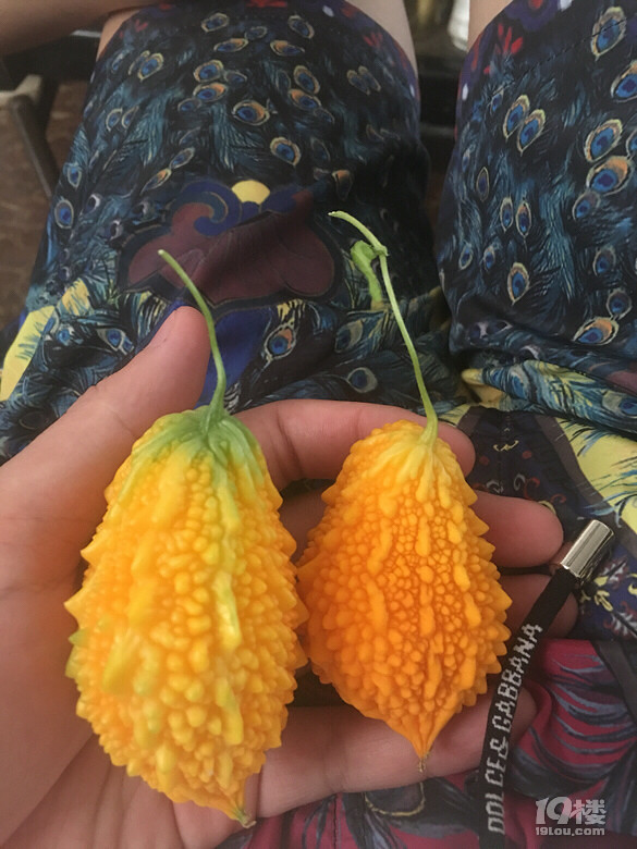 一大一小梨刺瓜成熟了