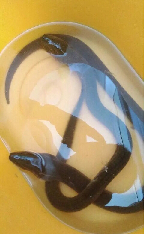 这黄鳝头这么大,变异了?专门吃腐尸的剧毒望月鳝?