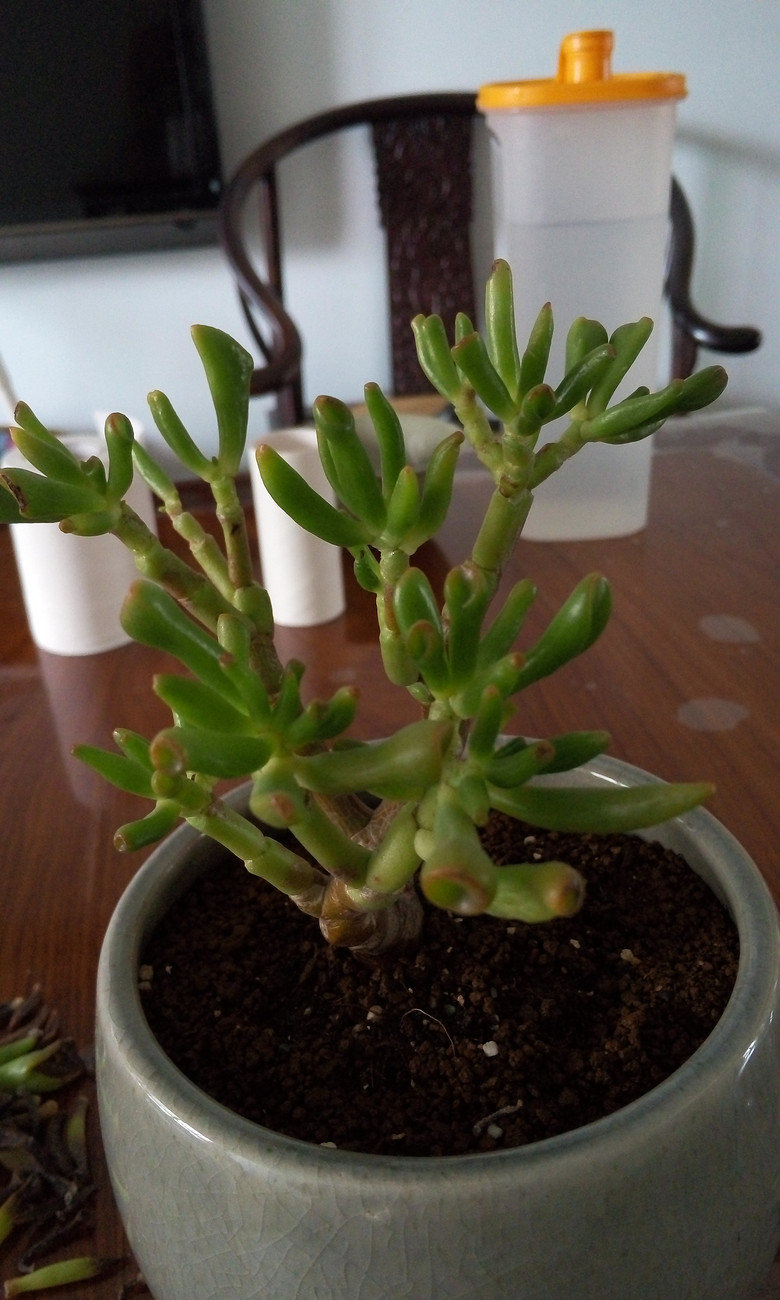 �ȹ�����Ķ�����