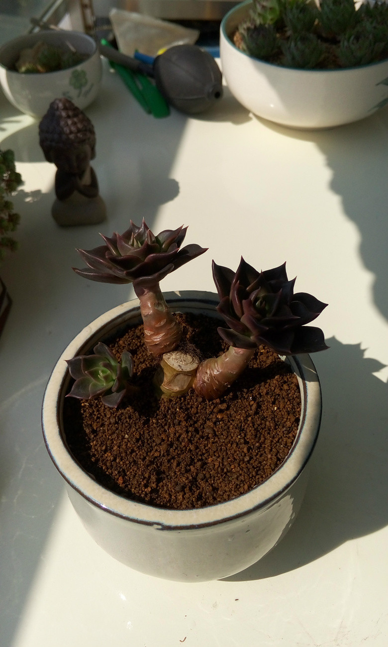 �ȹ�����Ķ�����