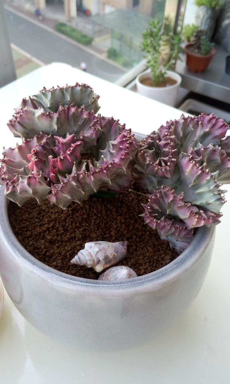 �ȹ�����Ķ�����