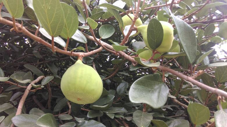 吃了这么多年的石莲原来石莲子是长在这些