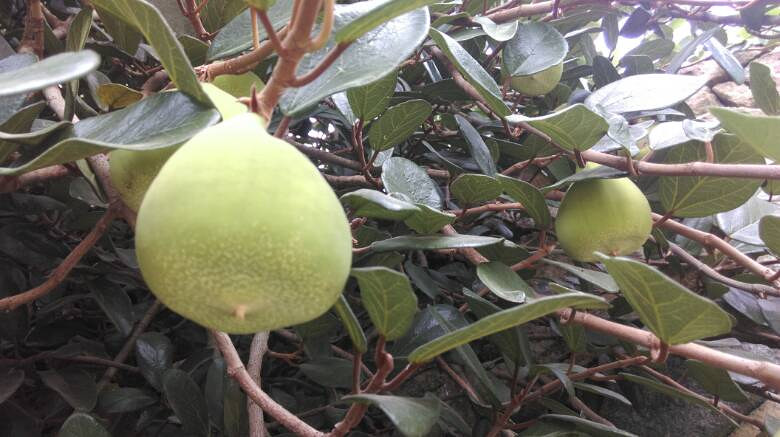 吃了这么多年的石莲原来石莲子是长在这些