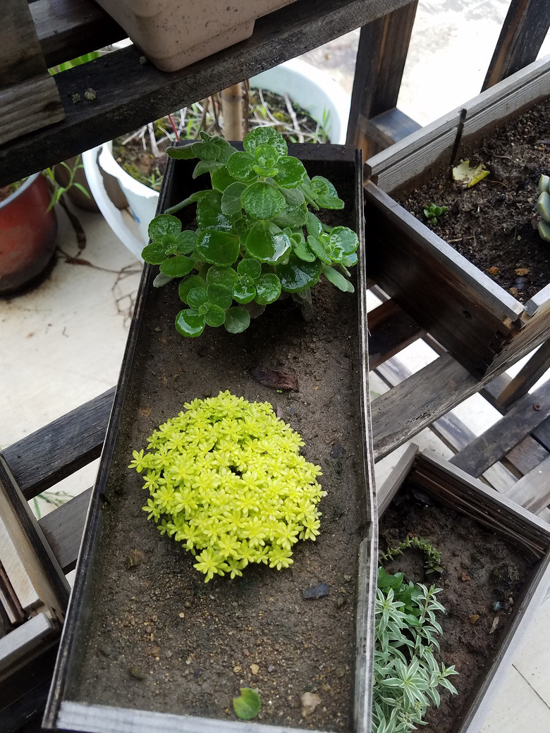 ���ֵĶ���