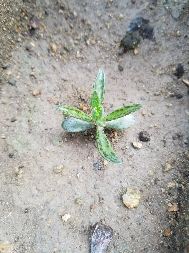 ���ֵĶ���