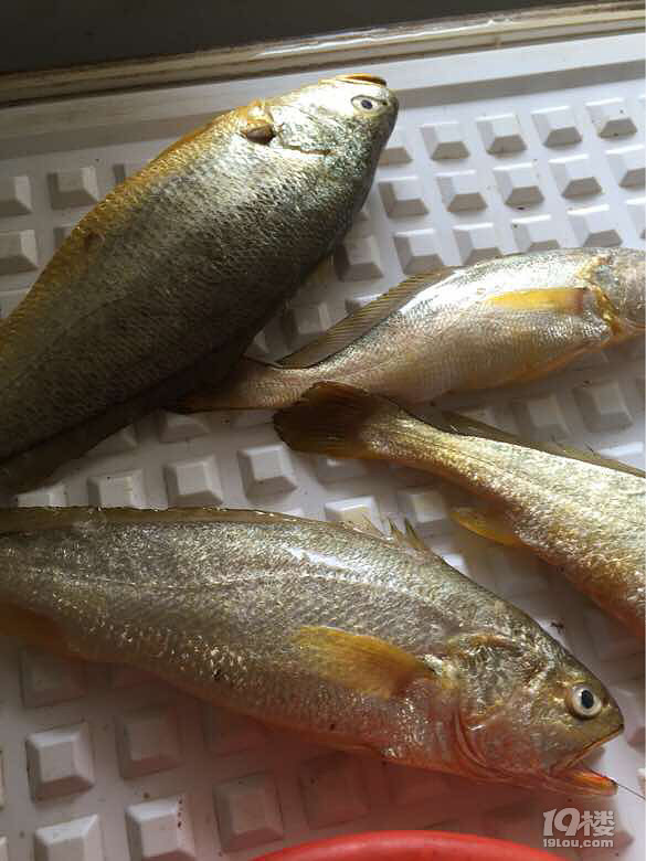 早上丰收打好120要吃花狼了