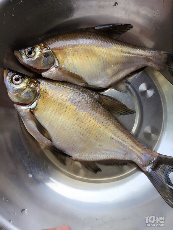 老公钓的鱼不知道都能不能吃