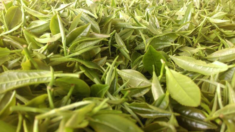 玉环火山茶因种植于华东地区保存最完好的火