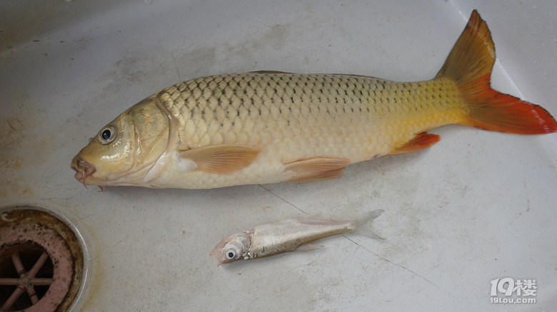 这种小小的鱼是强豪豪彭历骚