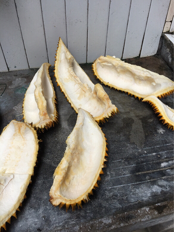 榴莲三用榴莲肉榴莲白囊炖鸡榴莲壳烧水