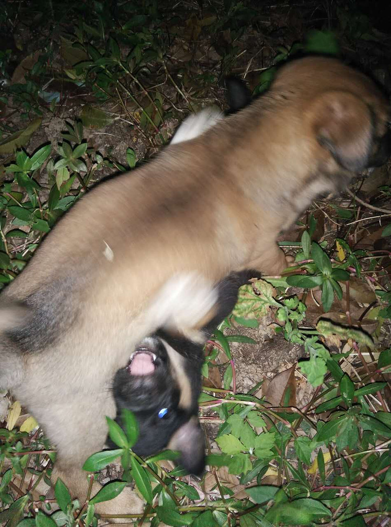 中华田园小母犬求收养