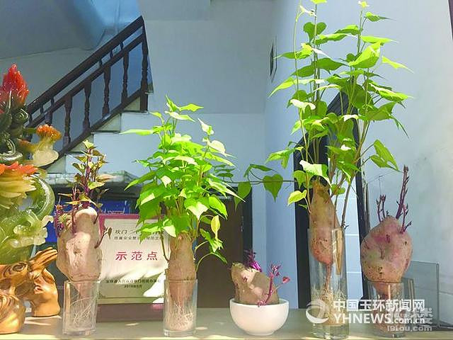 丑地瓜逆袭变清新小盆栽 玉环市民玩起水培地瓜