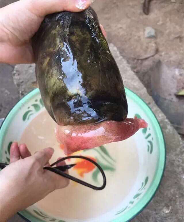 这鱼的嘴"肿"成这样,是在河里吃了辣椒吗-讲白搭-台州19楼