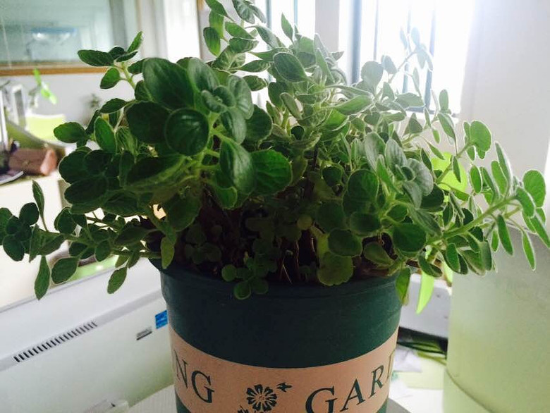 ����Ʊ���������