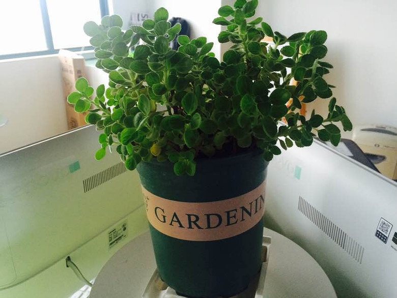 ����Ʊ���������