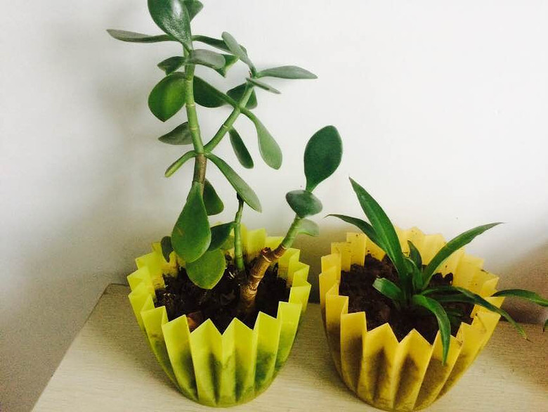 ����Ʊ���������