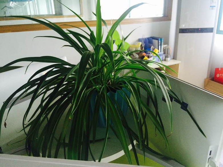 ����Ʊ���������