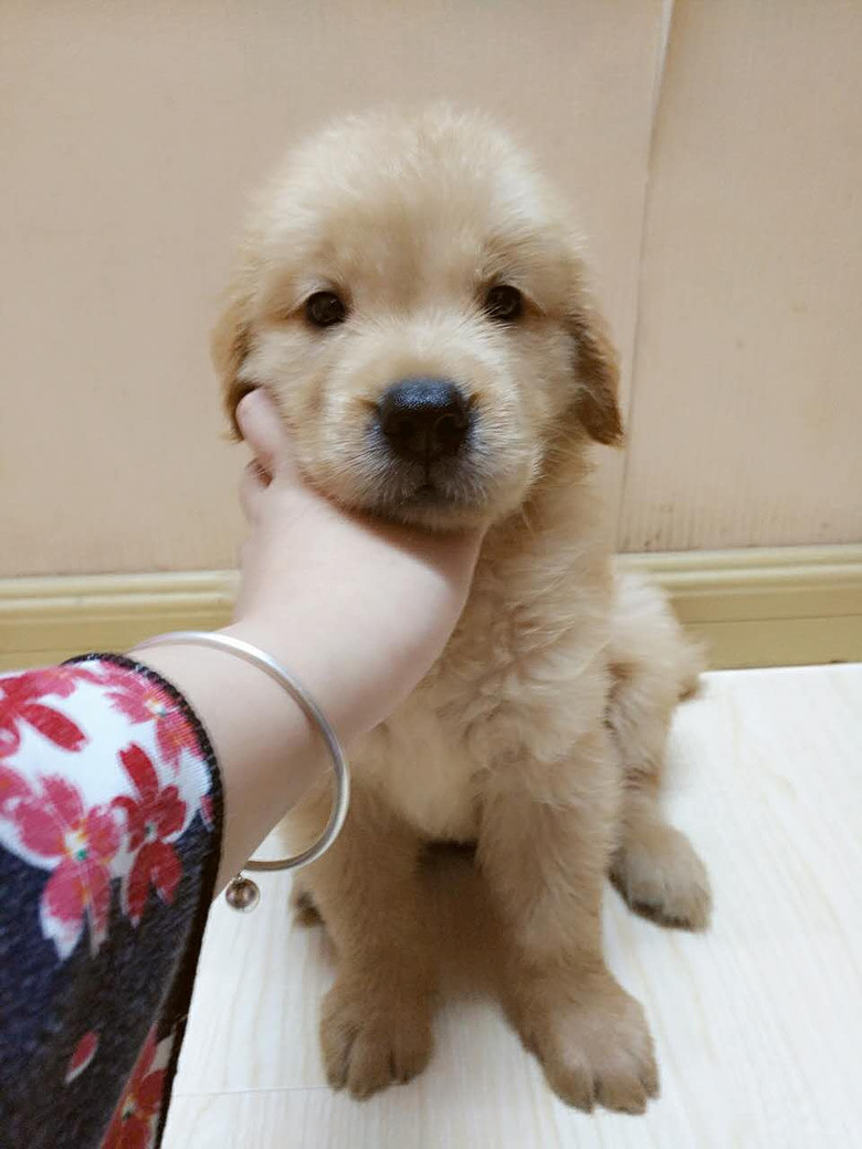 �����ۡ���ë������һ�������Ѵ�һ������