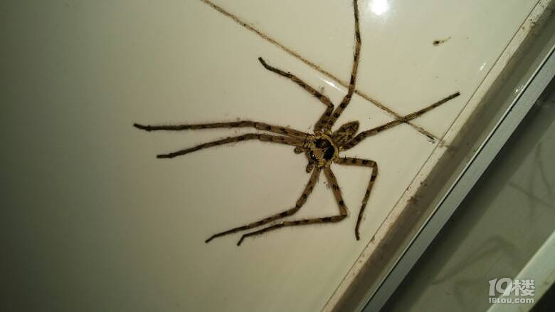家里来了一只螃蟹一样大的蜘蛛据说不能打死