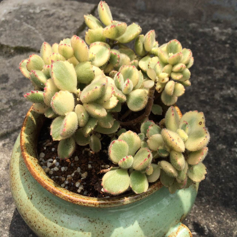 ̨�������ڵĶ�����������