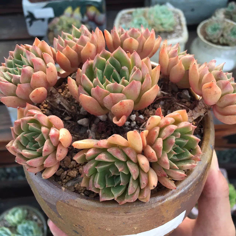 ̨�������ڵĶ�����������