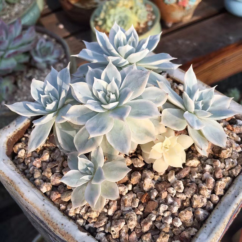 ̨�������ڵĶ�����������