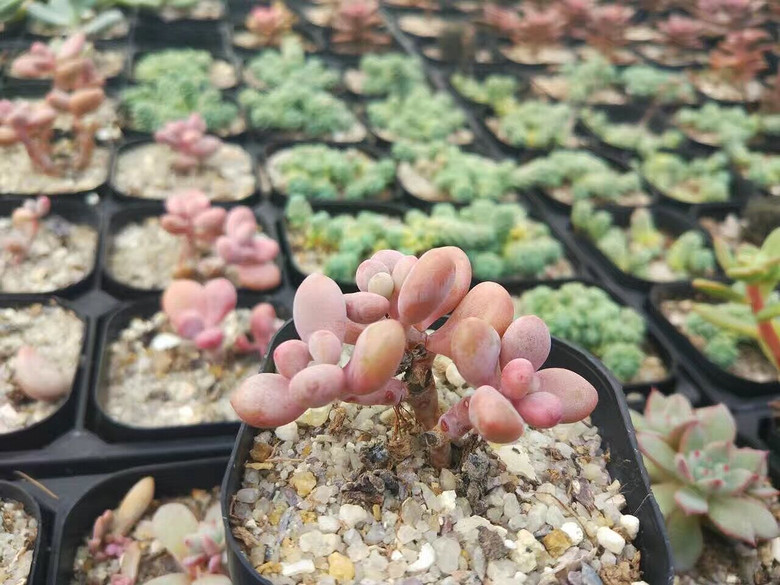 ̨�������ڵĶ�����������