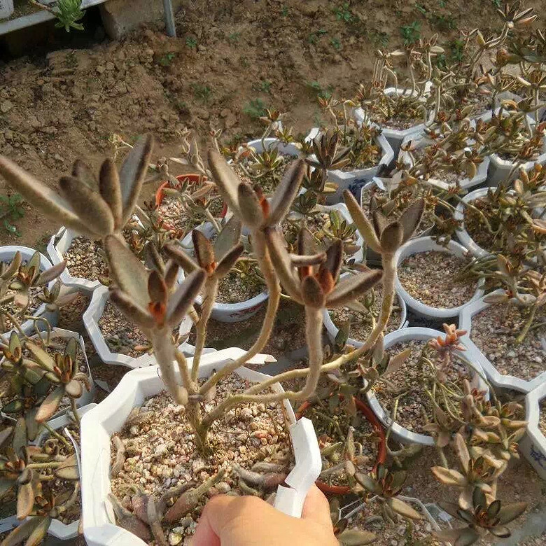 ̨�������ڵĶ�����������