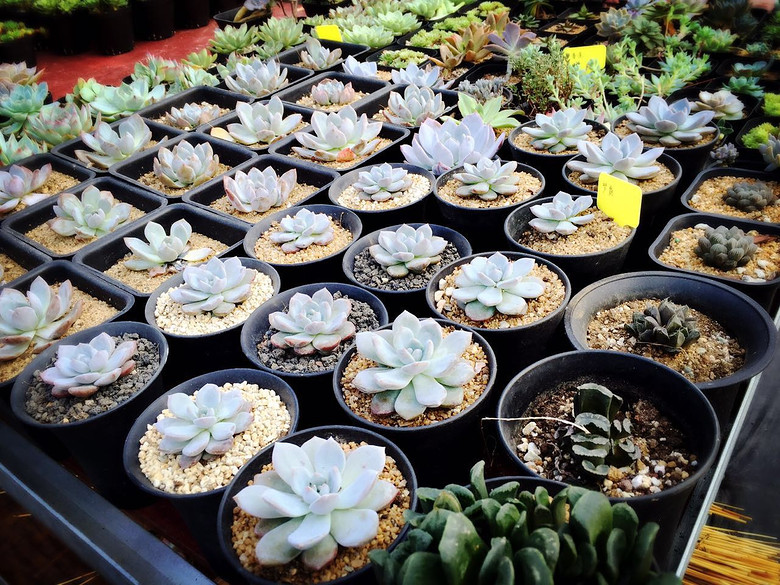 ̨�������ڵĶ�����������