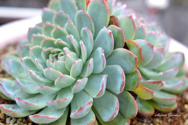 ̨�������ڵĶ�����������