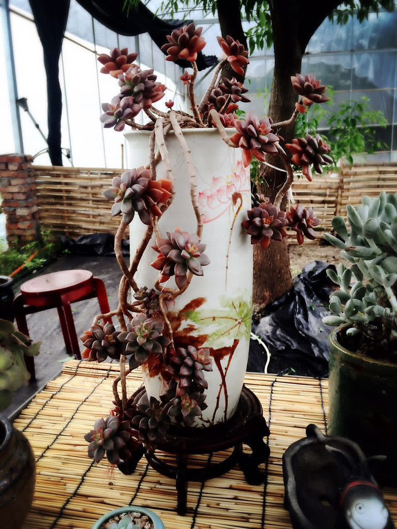 ̨�������ڵĶ�����������