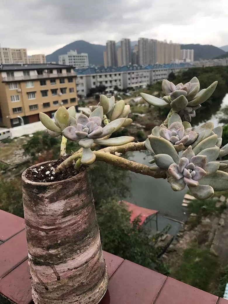 ̨�������ڵĶ�����������