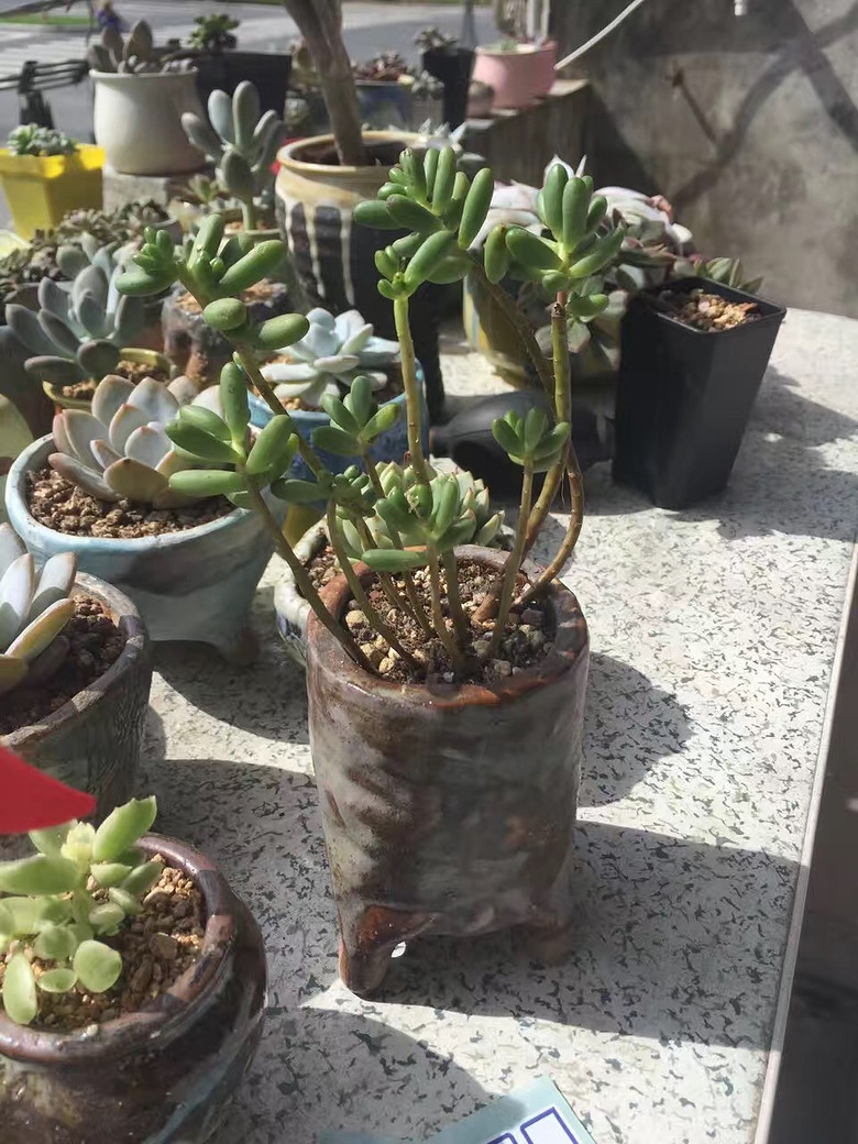 ̨�������ڵĶ�����������