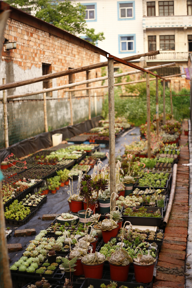 ��Һ�������è