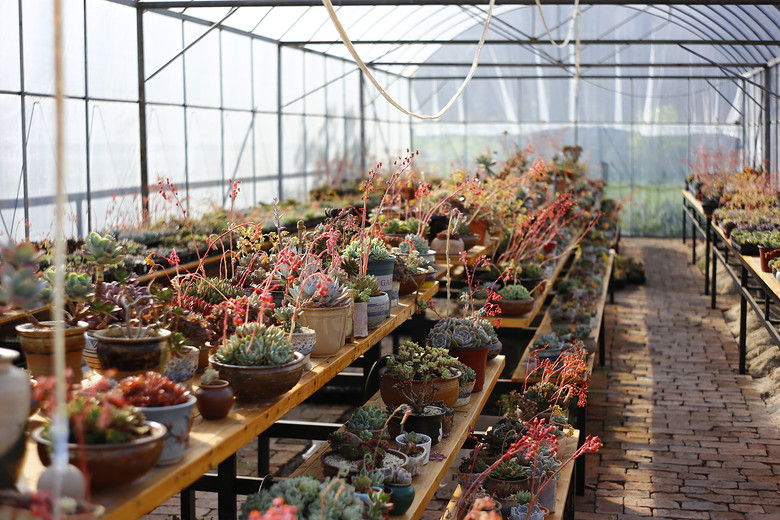 ��Һ�������è